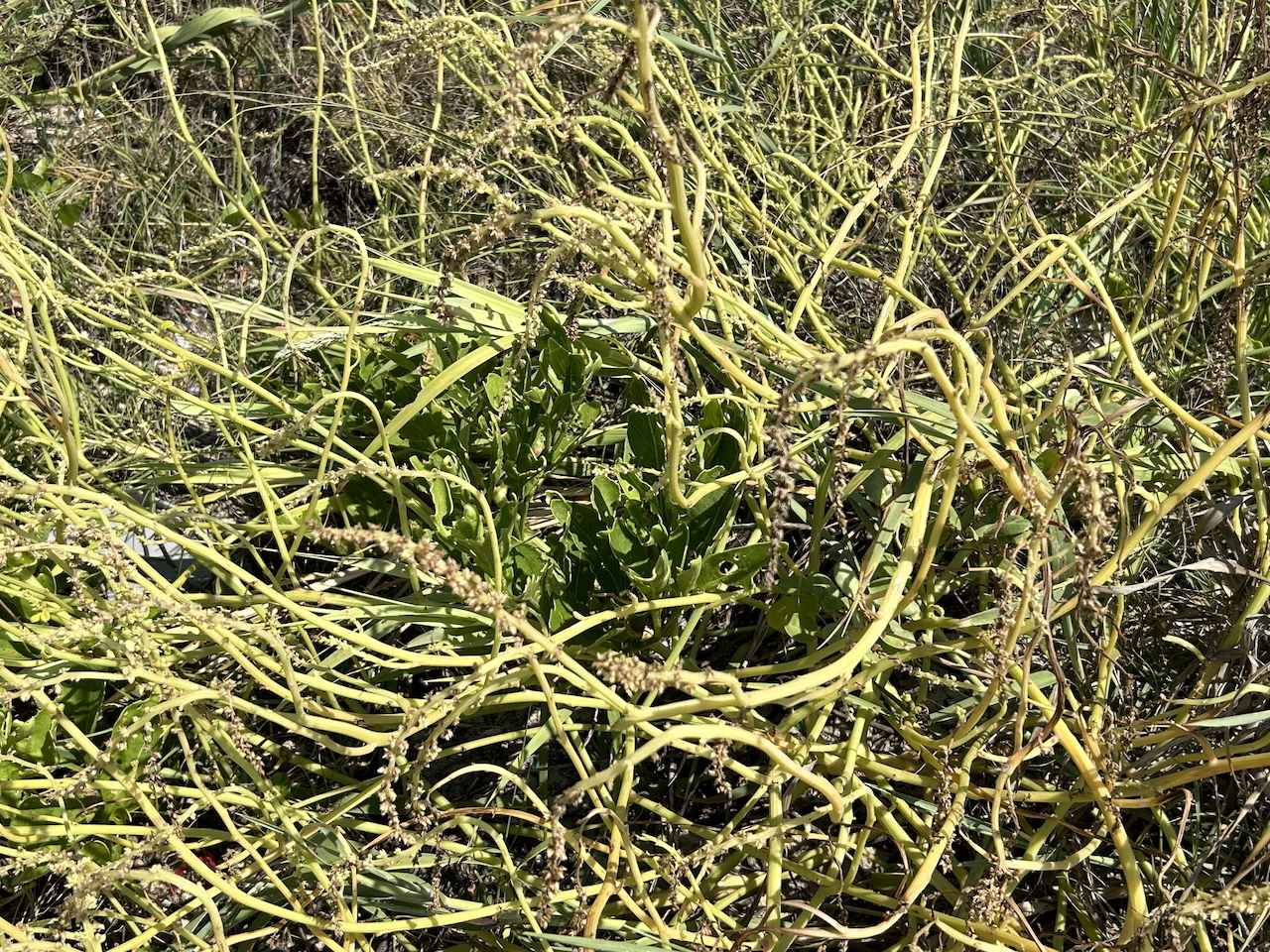 Imagem de Carrapicho-de-carneiro