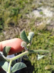 Indigofera tomentosa