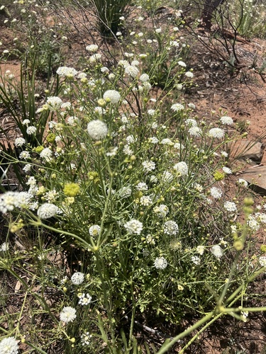 Image of Trachymene Anisocarpa (Trachymene anisocarpa) by (c) Katherine Parys, some rights reserved (CC BY)