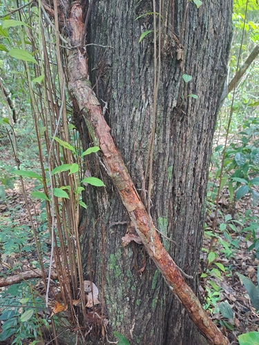 Terminalia amazonia - Whole tree