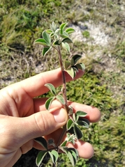 Indigofera tomentosa
