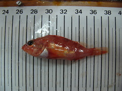 Helicolenus dactylopterus