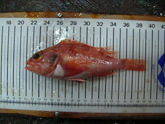 Helicolenus dactylopterus