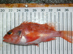 Helicolenus dactylopterus