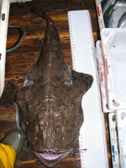Lophius piscatorius