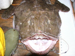 Lophius piscatorius