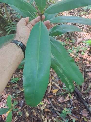 Calophyllum longifolium (Calophyllum longifolium)