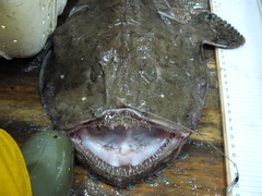 Lophius piscatorius