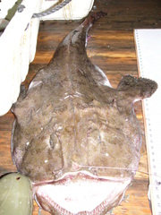 Lophius piscatorius