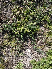 Indigofera tomentosa