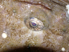 Lophius piscatorius