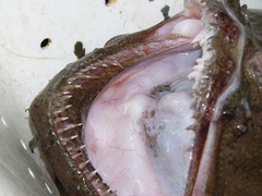 Lophius piscatorius