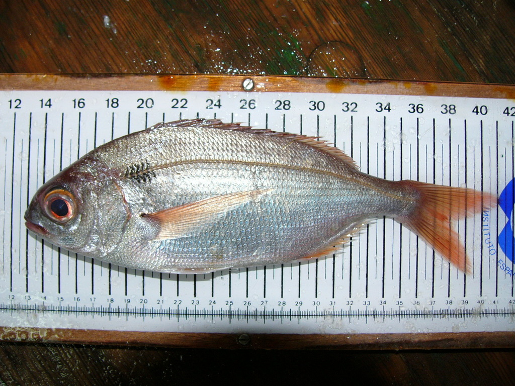 Red Sea-Bream