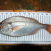 Blackspot Seabream - Photo (c) Gonzalo Mucientes Sandoval, some rights reserved (CC BY-NC-SA), uploaded by Gonzalo Mucientes Sandoval