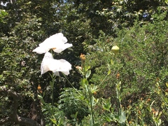 Romneya coulteri