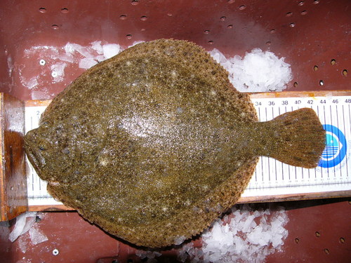 Turbot