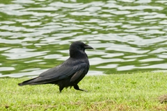 Corvus corone