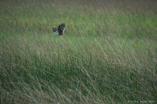 South American Painted-snipe (Nycticryphes semicollaris), photo 10