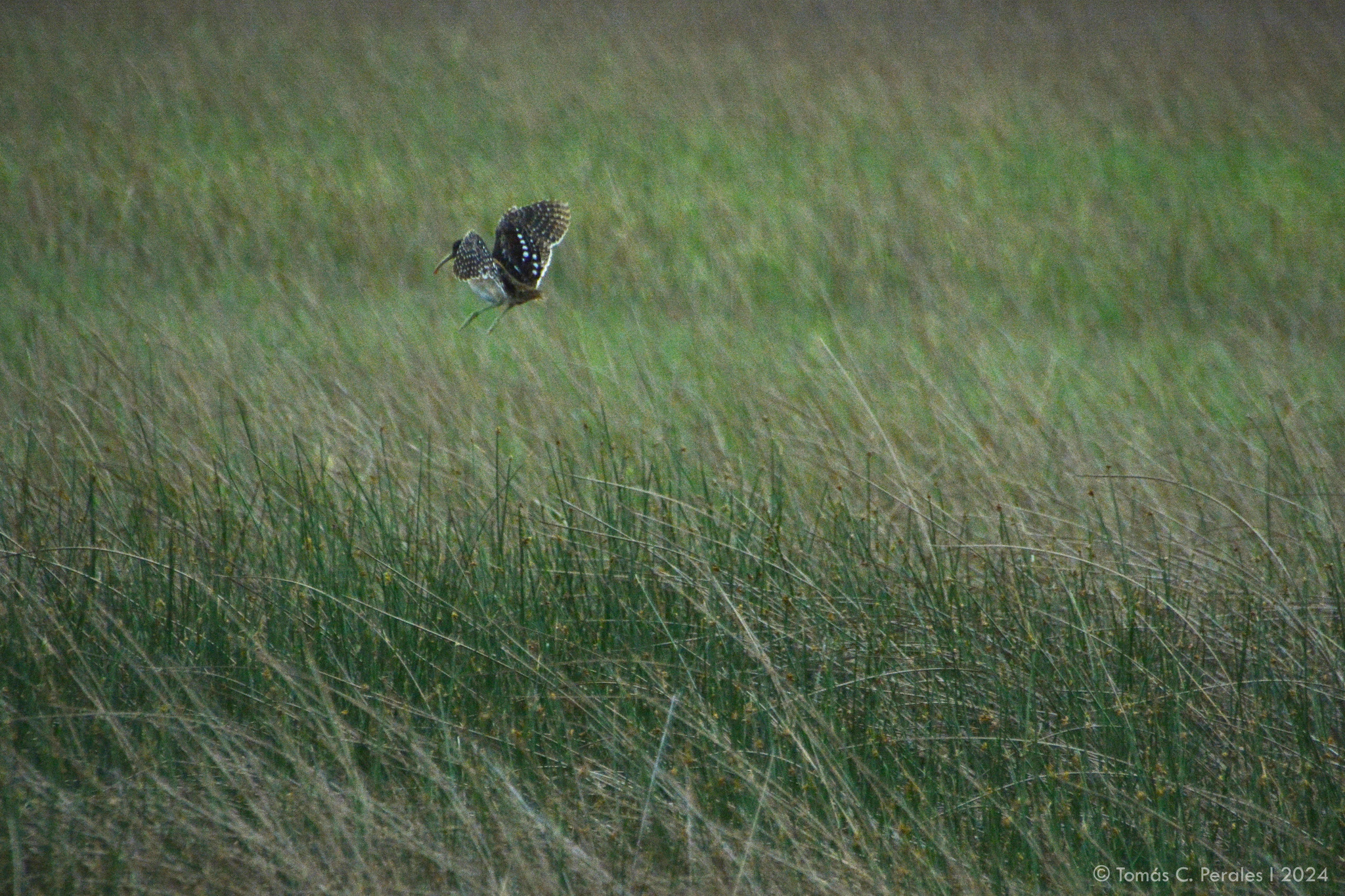 South American Painted-snipe (Nycticryphes semicollaris), photo 10