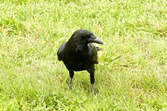 Corvus corone