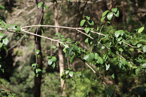 Image of Turkeyberry (Canthium inerme) by (c) Tony Rebelo, some rights reserved (CC BY-SA)
