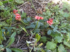 Indigofera sinusalgoae