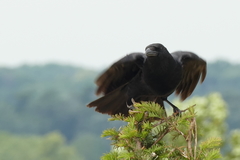 Corvus corone