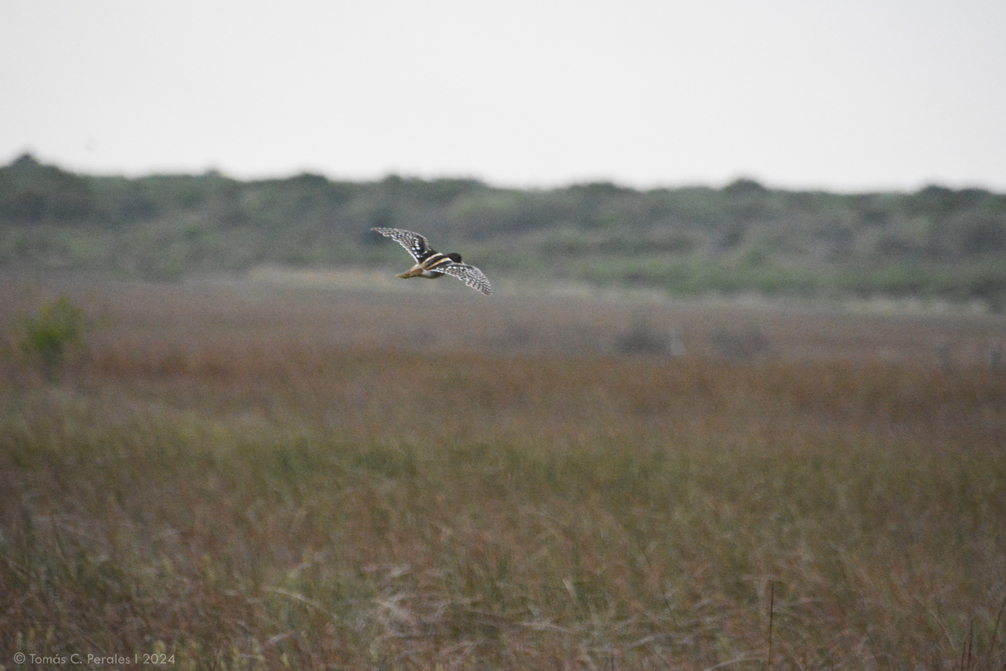 South American Painted-snipe (Nycticryphes semicollaris), photo 6