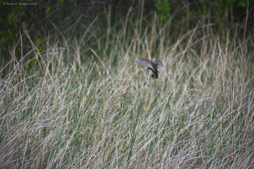 Dot-winged Crake (Laterallus spiloptera), photo 4