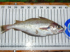 Trisopterus luscus