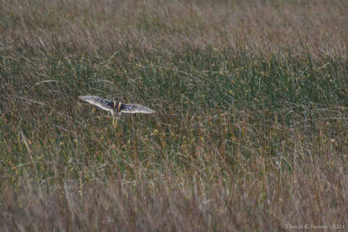 South American Painted-snipe (Nycticryphes semicollaris), photo 7