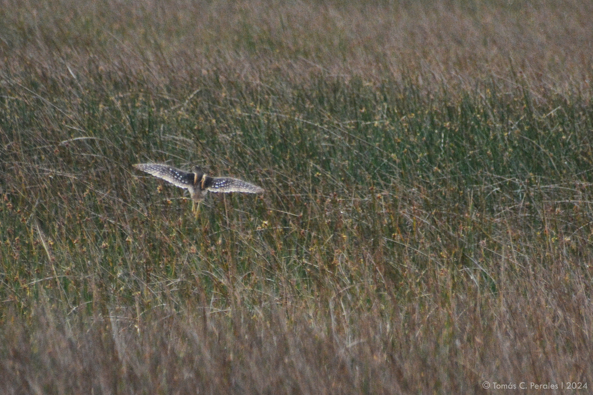 South American Painted-snipe (Nycticryphes semicollaris), photo 7
