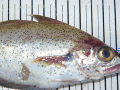 Trisopterus luscus