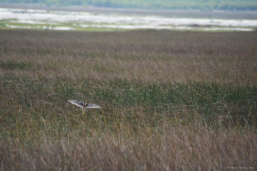 South American Painted-snipe (Nycticryphes semicollaris), photo 8