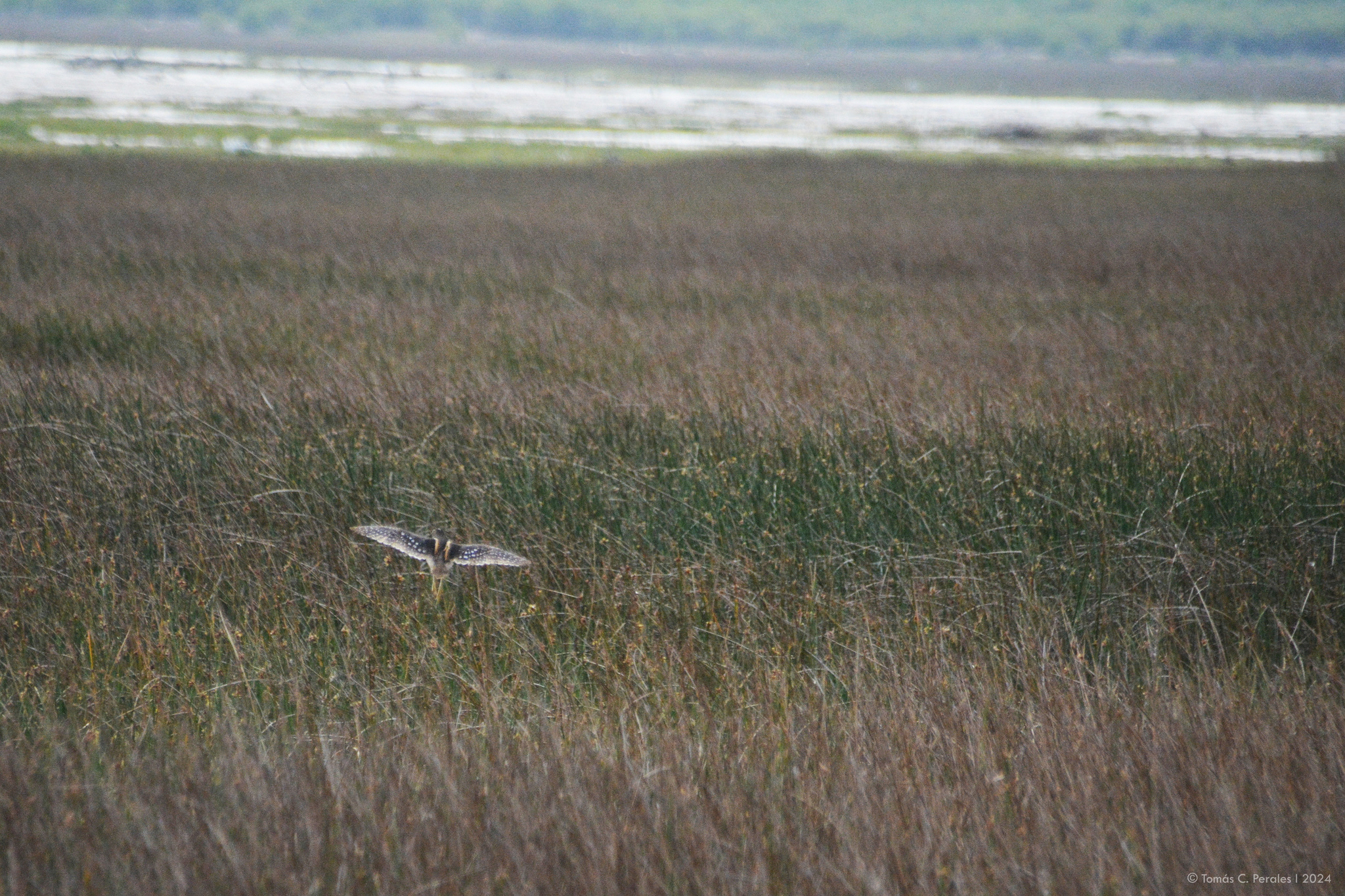 South American Painted-snipe (Nycticryphes semicollaris), photo 8