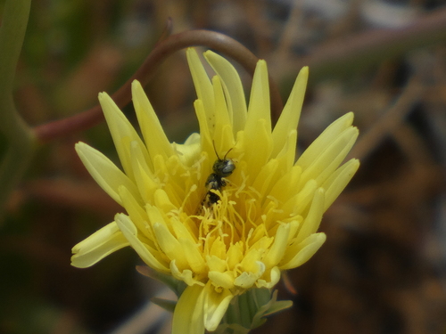 Perdita dammersi