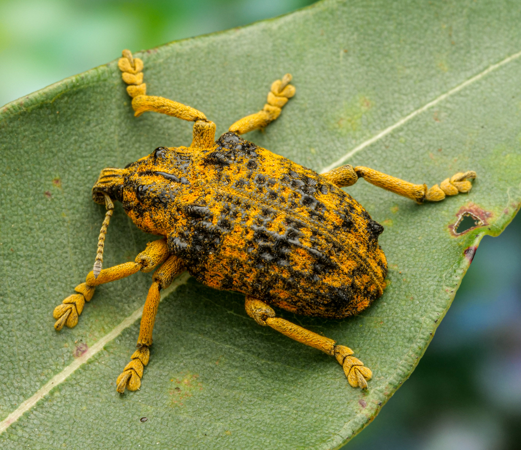 Oxyops nodicollis