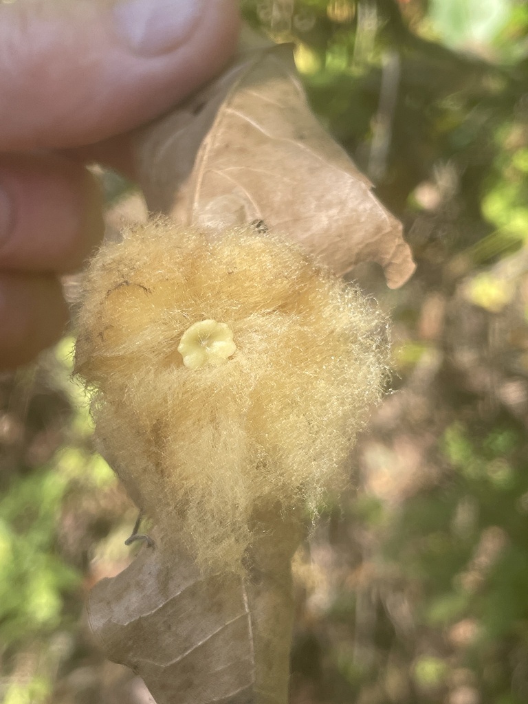 Neuroterus laurifoliae