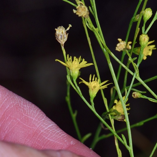 Image of Gutierrezia texana by (c) Michelle W. （鍾偉瑋）, some rights reserved (CC BY)
