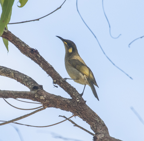 Cryptic Honeyeater (Meliphaga imitatrix), photo 5