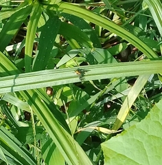 Condylostylus occidentalis