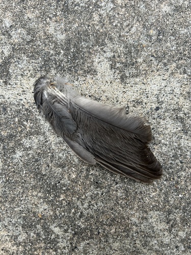 Gray Catbird photographed in Georgia