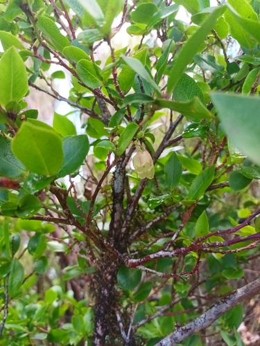 Image of Vaccinium padifolium by (c) Salza Palpurina, some rights reserved (CC BY)