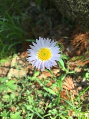 Erigeron algidus