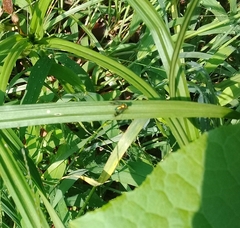 Condylostylus occidentalis