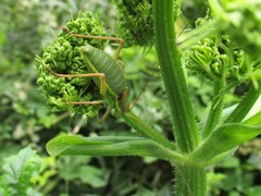 Ephippiger ephippiger