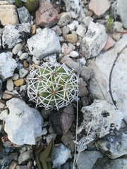 Coryphantha erecta