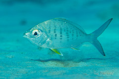 Yellowfin Mojarra photo 3