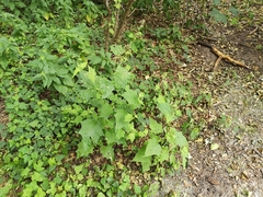 Chenopodiastrum hybridum