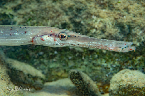 Photo of Caribbean trumpetfish (Aulostomus maculatus)